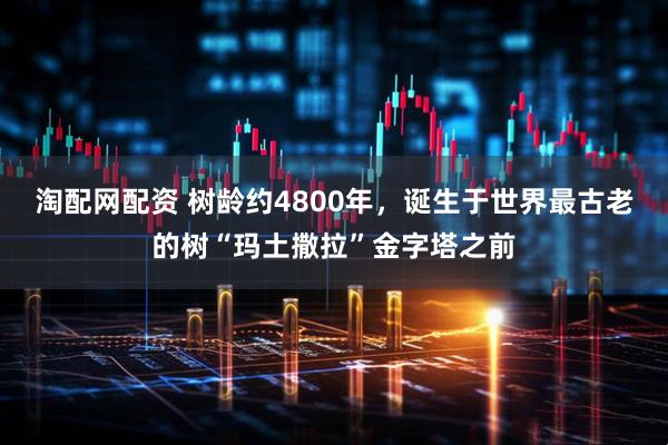 淘配网配资 树龄约4800年，诞生于世界最古老的树“玛土撒拉”金字塔之前