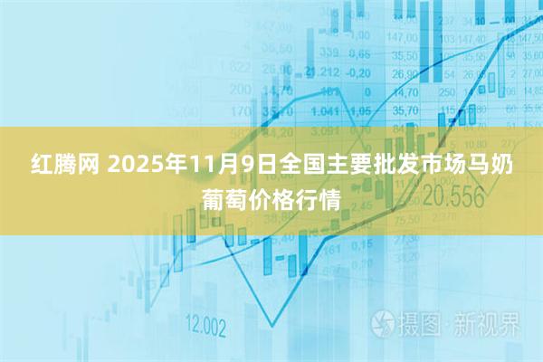 红腾网 2025年11月9日全国主要批发市场马奶葡萄价格行情